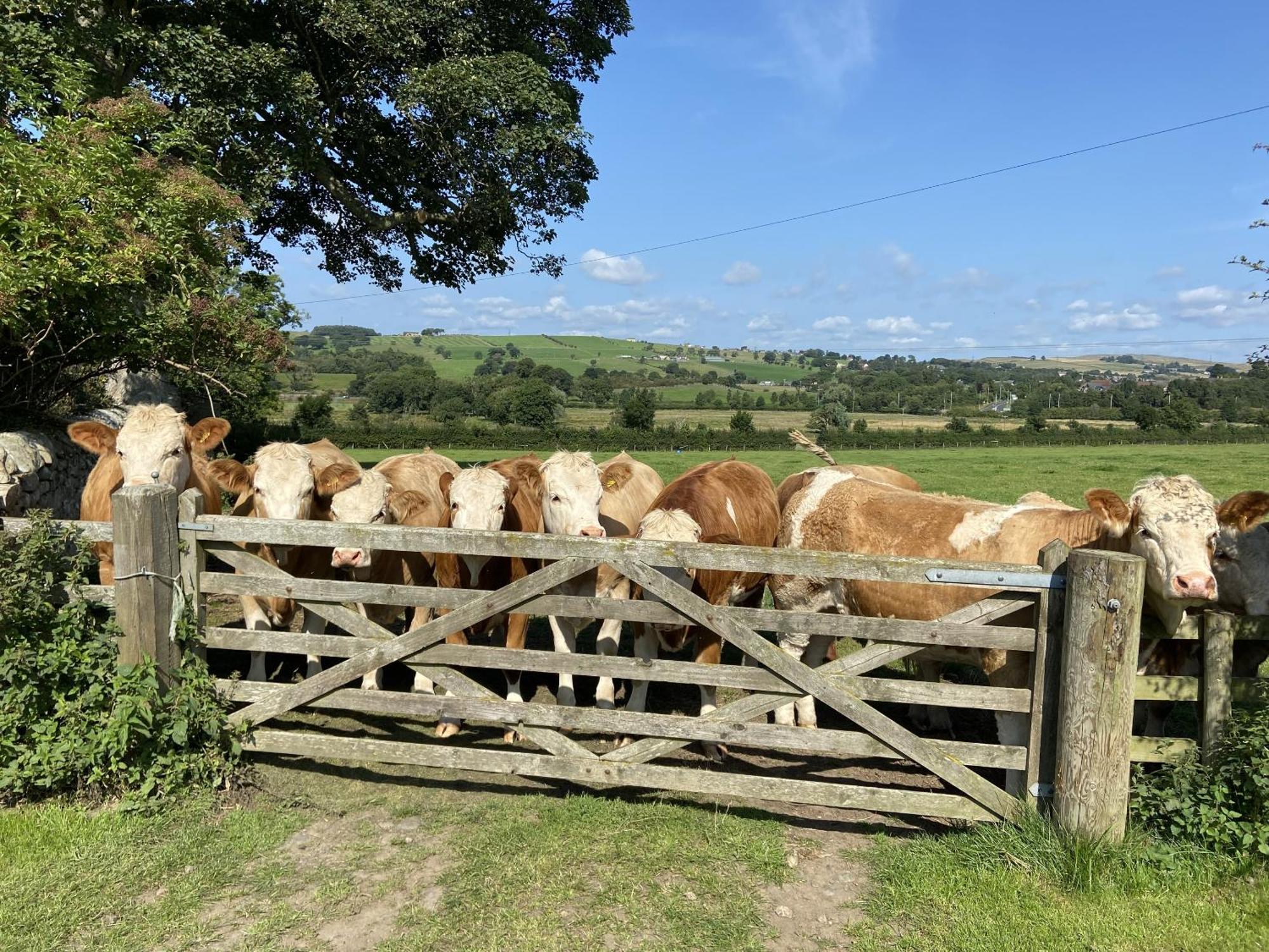 Wydon Farm Bed And Breakfast Haltwhistle Bagian luar foto